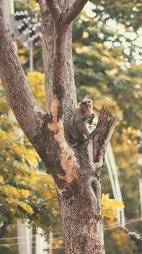 Monkey on tree with food Stockfoto's