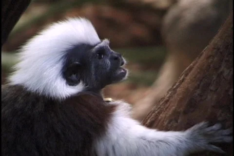 Monkey in Tree Stock Footage 298402