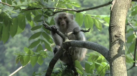 Monkey in a tree Stock Footage 693827