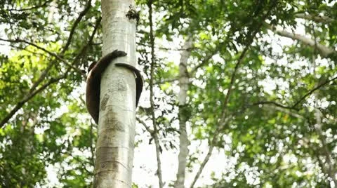 Monkey On Tree Video stock 10736956