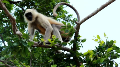 Monkey On A Tree Video stock 24856546