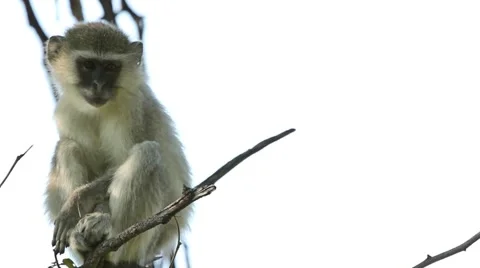 Monkey on the tree Stock Footage 45734666