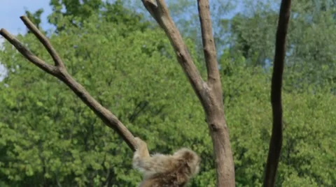 Monkey on a Tree Stock Footage 65786358