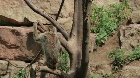Monkey on a Tree Stock Footage 65786424