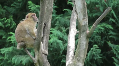 Monkey on a Tree Stock Footage 65788026