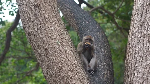 Monkey on the tree 動画素材 81139016
