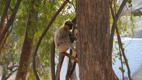 Monkey On The Tree Stock-Footage 82525128