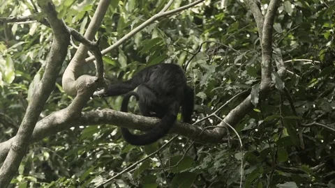 Monkey in a tree Stock Footage 82986376