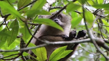Monkey in Tree Stock Footage 85568052