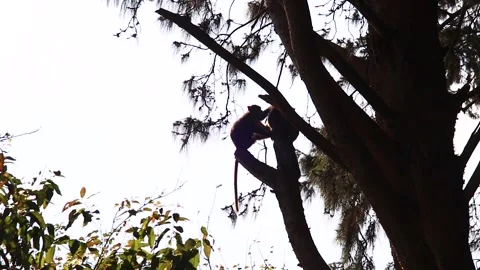 Monkey in a tree Stock Footage 147554475