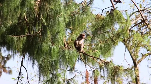 Monkey in a tree Stock Footage 147554476