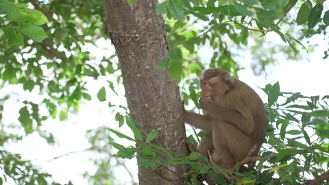 Monkey on the tree Stock Footage 156815919