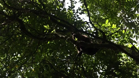 Monkey on a tree Stock Footage 227569535