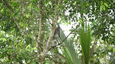Monkey on a tree Stock Footage 233148880