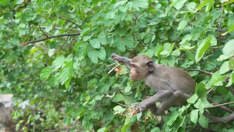 Monkey on the tree Stock Footage 244445590