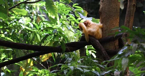 Monkey on a tree Stock Footage 255686342