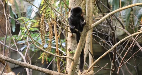 Monkey on a tree Stock Footage 255687577