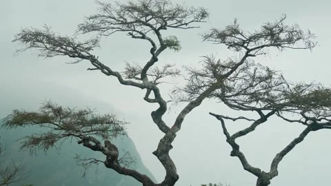 MONKEY ON A TREE Stock Footage 265218185