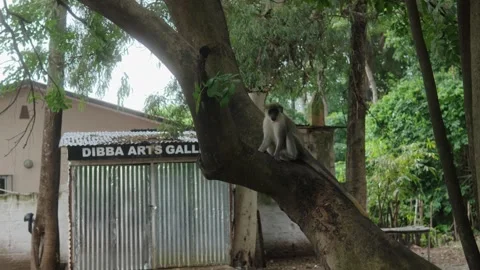 Monkey on tree Vídeos de archivo 275073986