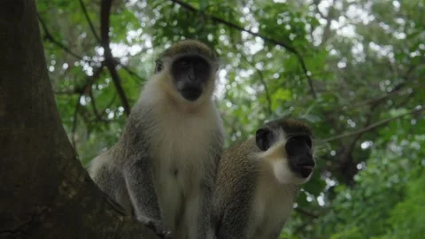 Monkey on tree Vídeos de archivo 275117839