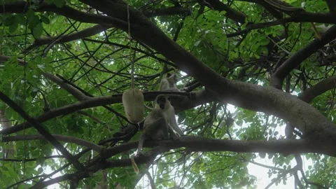 Monkey on tree Vídeos de archivo 275117973