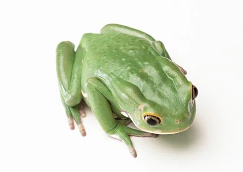 Monkey Tree Frog Stock Photos