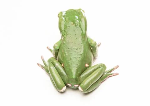Monkey Tree Frog Stock Photos
