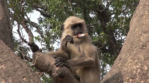 Monkey on tree in india eating ice cream 스톡 동영상 36843332