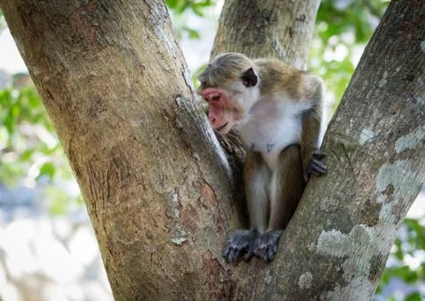 Monkey in tree in jungle Stock Photos