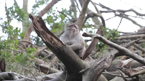 Monkey on tree look out view - Barbary Macaques of Algeria &amp; Morocco Stock-Footage 49049868