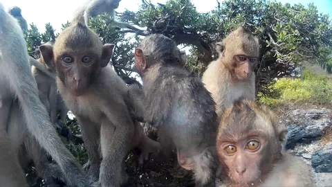 Monkey on a tree looking at the camera and lick it Stock Footage 86440791