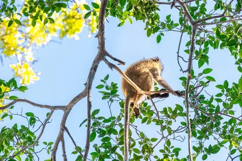 This monkey is in a tree looking for its child to play with Stock Photos