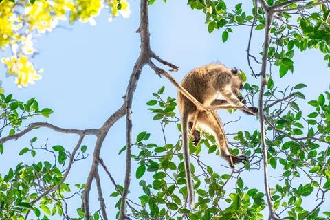 This monkey is in a tree looking for its child to play with Stock Photos