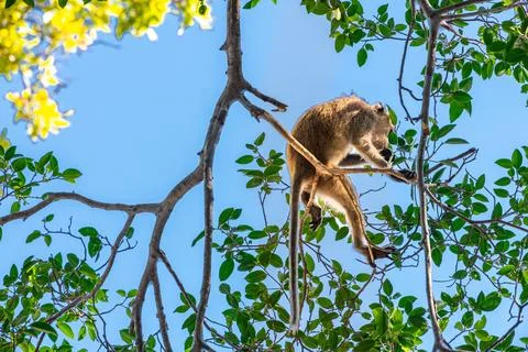 This monkey is in a tree looking for its child to play with Stock Photos