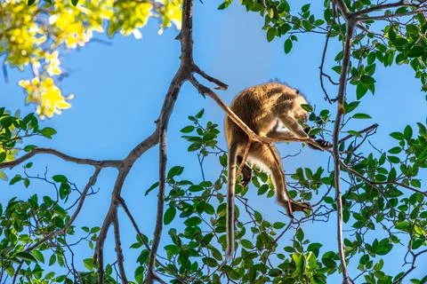 This monkey is in a tree looking for its child to play with Foto stock