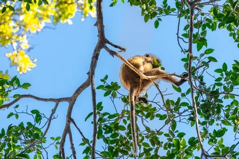 This monkey is in a tree looking for its child to play with Foto stock