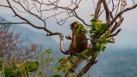 Monkey On The Tree Looks At The Hand Stock Photos