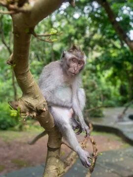 Monkey on the tree ,Monkey Climbing Tree Stock Photos