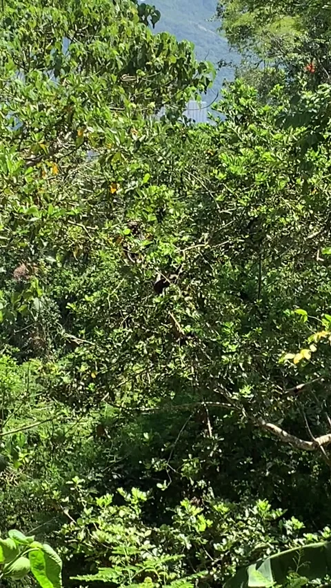 Monkey in a tree in Penang Island Stockbeeldmateriaal 343557590