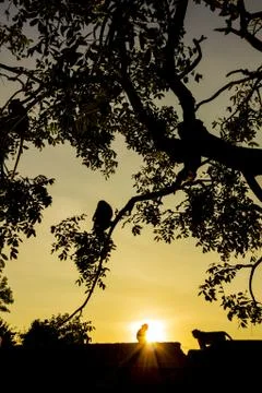 Monkey on tree Stock Photos