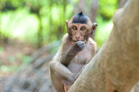 Monkey on tree Stock Photos