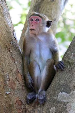 Monkey on tree Stock Photos