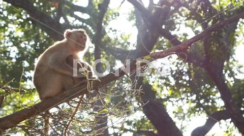 Monkey In a tree Stock Photos