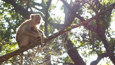 Monkey In a tree Stock Photos