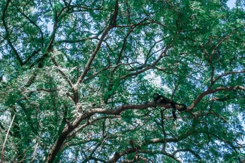 Monkey in a Tree Foto stock