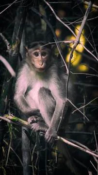 Monkey in tree Stockfoto's