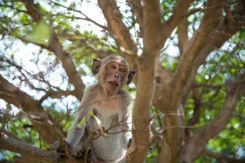 Monkey on tree Stock Photos