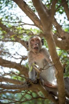 Monkey on tree Stock Photos