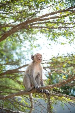 Monkey on tree Stock Photos