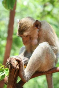 Monkey on the tree Stock Photos